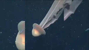 ثبت تصویری نادر از عروس دریایی غول‌پیکر در آرژانتین