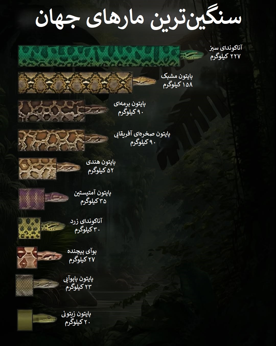 فهرست سنگین ترین مارهای جهان فهرست سنگین ترین مارهای جهان