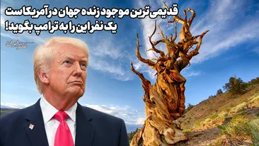 قدیمی‌ترین موجود زنده جهان در آمریکاست ؛ یک نفر این را به ترامپ بگوید!