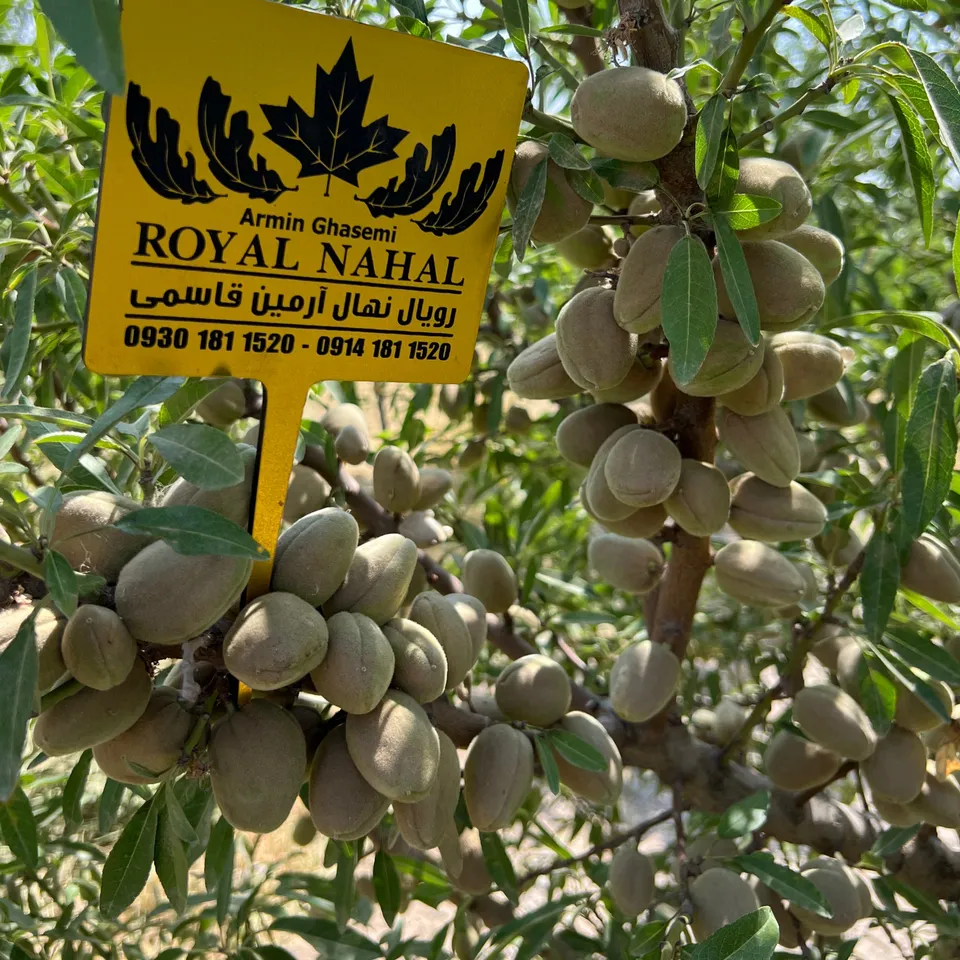 خرید نهال بادام خرید نهال بادام