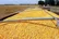 ۴ میلیون تن ذرت در انتظار ترخیص