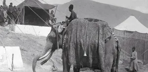 راز فیل در ارودگاه قاجارها؛ ثبت تصویر دو حیوان در عکس تاریخی