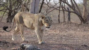 لحظه ملاقات شیر مادر و توله‌ها پس از طوفان و سیل