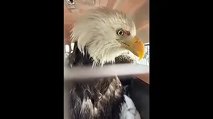 نجات عقاب سرسفید زخمی از یخ‌های رودخانه هادسون نیویورک