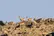 حفاظت از گونه‌های در خطر انقراض حیات وحش ایران
