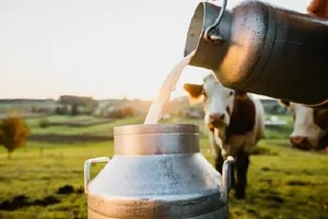 بار میکروبی بالای شیرهای خام در کارگاه‌های ماست‌بندی