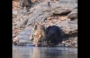 تصاویری از هم‌نشینی کم‌نظیر پلنگ و جگوار سیاه کنار منبع آب در هند