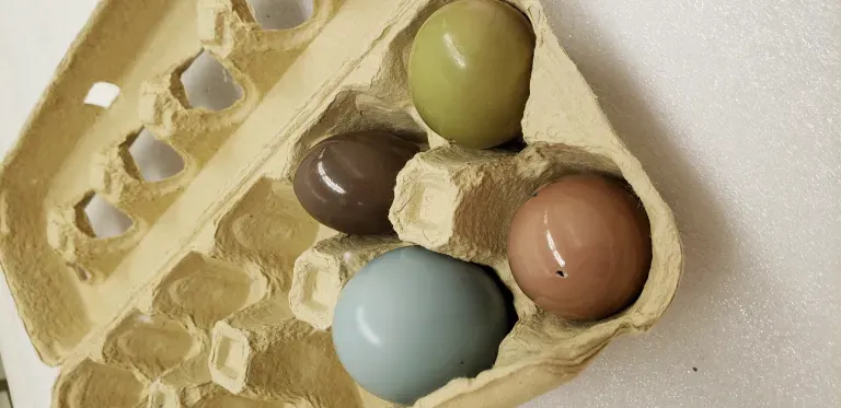 تخم حیوانات در طبیعت