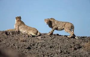 ثبت تصاویری ناب از حضور دو قلاده پلنگ در منطقه حفاظت‌شده البرز جنوبی