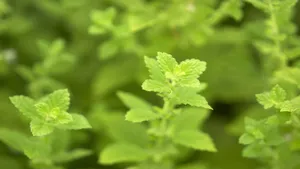با این گیاه دارویی عملکرد مغز بهبود می‌یابد