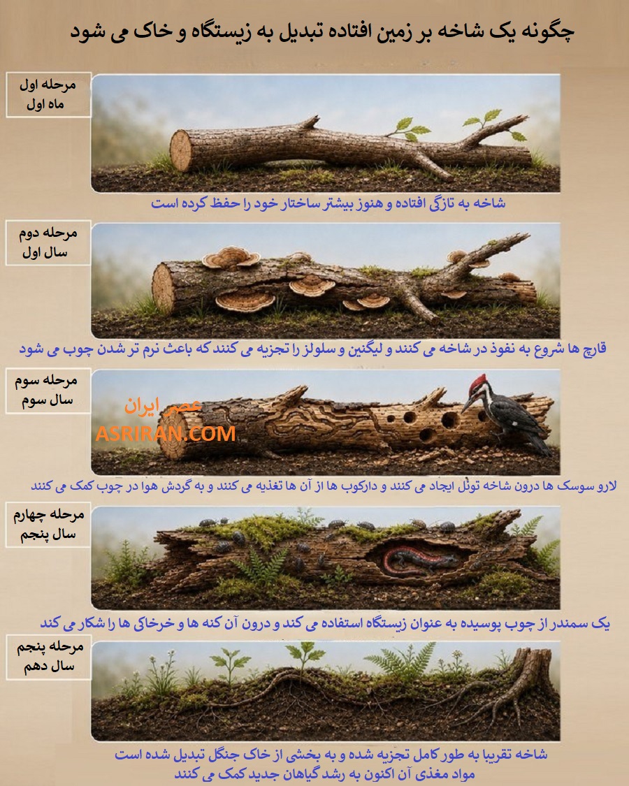 چوب های پوسیده برای بسیاری از جانوران کوچک به پناهگاه تبدیل می شوند. سمندرها، قورباغه ها، عنکبوت ها و حتی بعضی پرندگان از این محیط مرطوب و امن برای زندگی یا شکار استفاده می کنند. بعضی دارکوب ها نیز با خوردن لارو حشرات داخل چوب، به کنترل جمعیت آن ها کمک می کنند.
