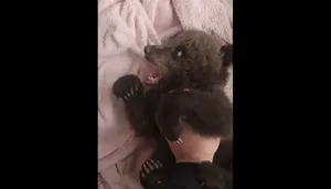 ویدیوی دیدنی از بازی یک توله خرس با انسان