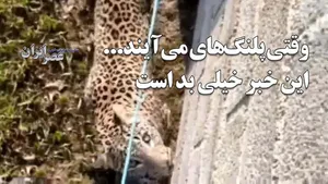 وقتی پلنگ‌ها به روستا می‌آیند... این خبر خیلی بد است