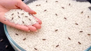 بهترین روش طبیعی از بین بردن شپشک برنج در ۲ دقیقه