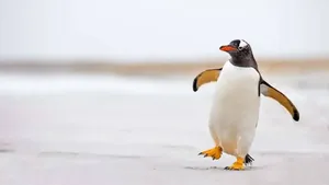 تلاش لحظه آخری پنگوئن برای رسیدن به خانواده‌اش در قطب جنوب