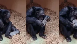 علاقه عجیب شامپانزه‌ ها به «کریستال»