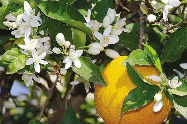 شربت بهار نارنج شربت بهار نارنج