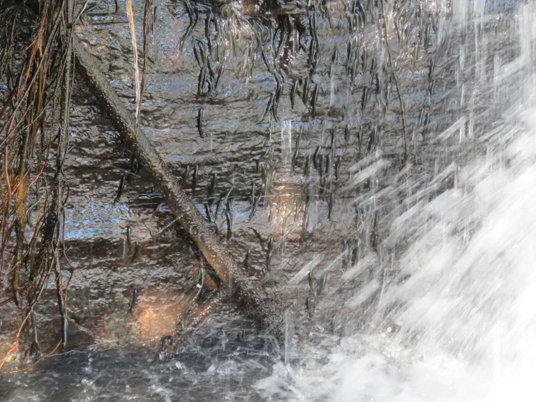 صخرهنوردی ماهیها صخرهنوردی ماهیها