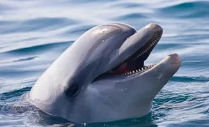 کمک متفاوت دلفین‌ها به پاکسازی سواحل کلمبیا