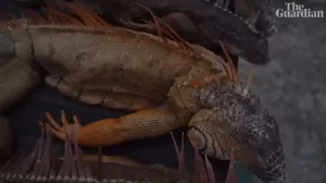 موج سرمای نادر فلوریدا و بی‌حسی ایگواناها