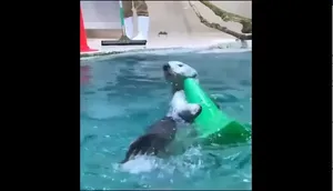 کمک کردن سمور آبی در تمیز کردن استخر