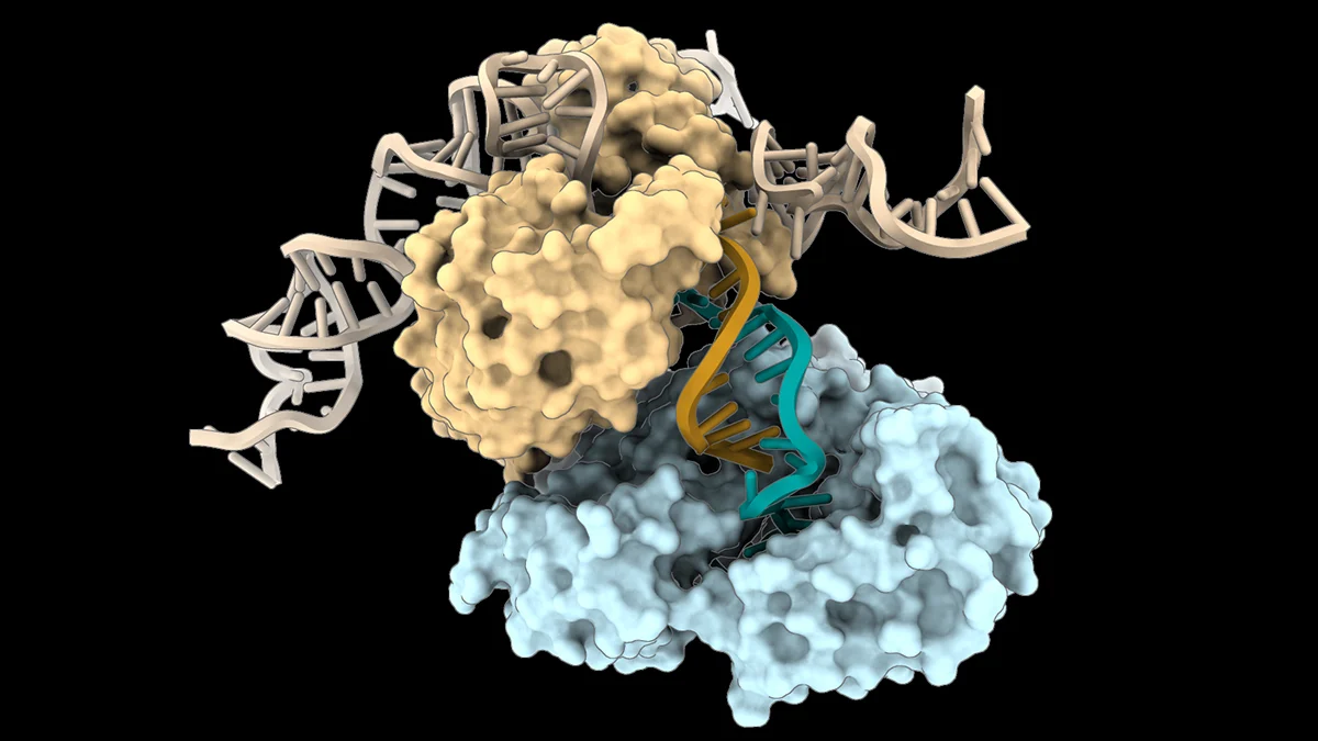 DRT3 یک سیستم دفاعی در باکتری ها است که شامل چند پروتئین و یک RNA غیرکدکننده است و به آن ها کمک می کند در برابر ویروس ها مقاومت نشان دهند و در برخی شرایط می تواند در فرایند ساخت DNA نقش غیرمعمولی داشته باشد. DRT3 یک سیستم دفاعی در باکتری ها است که شامل چند پروتئین و یک RNA غیرکدکننده است و به آن ها کمک می کند در برابر ویروس ها مقاومت نشان دهند و در برخی شرایط می تواند در فرایند ساخت DNA نقش غیرمعمولی داشته باشد.