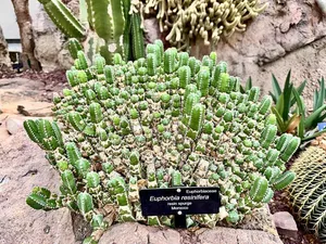 تندترین گیاه جهان؛ ماده ای که فلفل های فوق تند را هم بی اثر نشان می دهد!