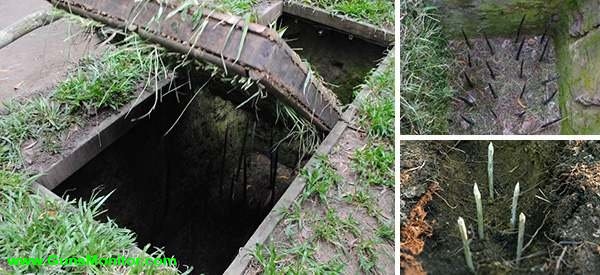 تله های «پانجی»