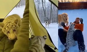 لحظه حمله گرگ و پناه‌گیری توله ببر سفید به چادر انسان