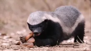 ویدیوی دیدنی از نبرد گورکن عسلی با مار سمی