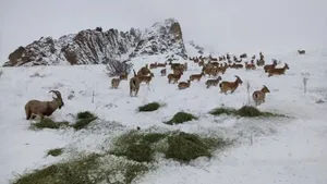 حفظ حیات وحش در زمستان؛ توزیع دستی علوفه در البرز جنوبی