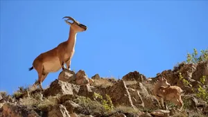 ثبت لحظۀ نادر بازیگوشی سیاهگوش و بز کوهی در برف‌های البرز جنوبی